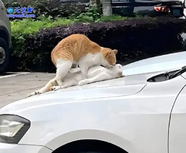 图 (19).jpg