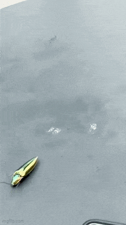 2024_0728_226d6787g00shbloh015id0007800cum.gif