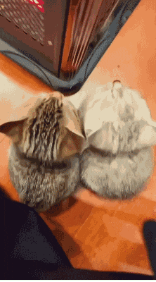 2024_0709_28d39216g00sgchsb00e7d0006600b4m.gif