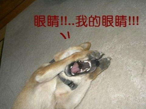 图个好回忆：闪瞎网友17年，造就无数热梗的“氪金狗眼”，竟是魔兽玩家杜撰的？